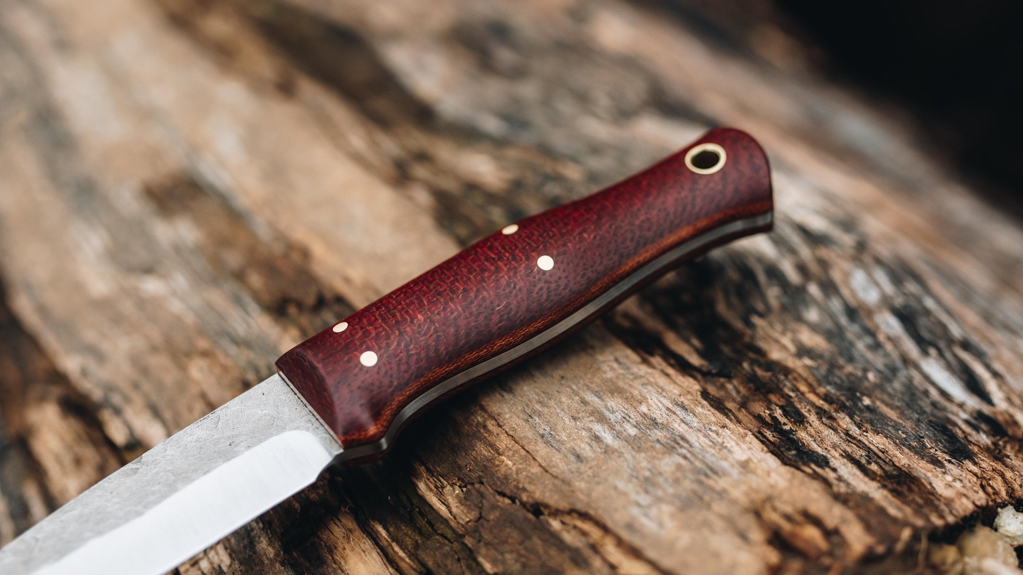 Bobcat - in red burlap - (CPM 3V)