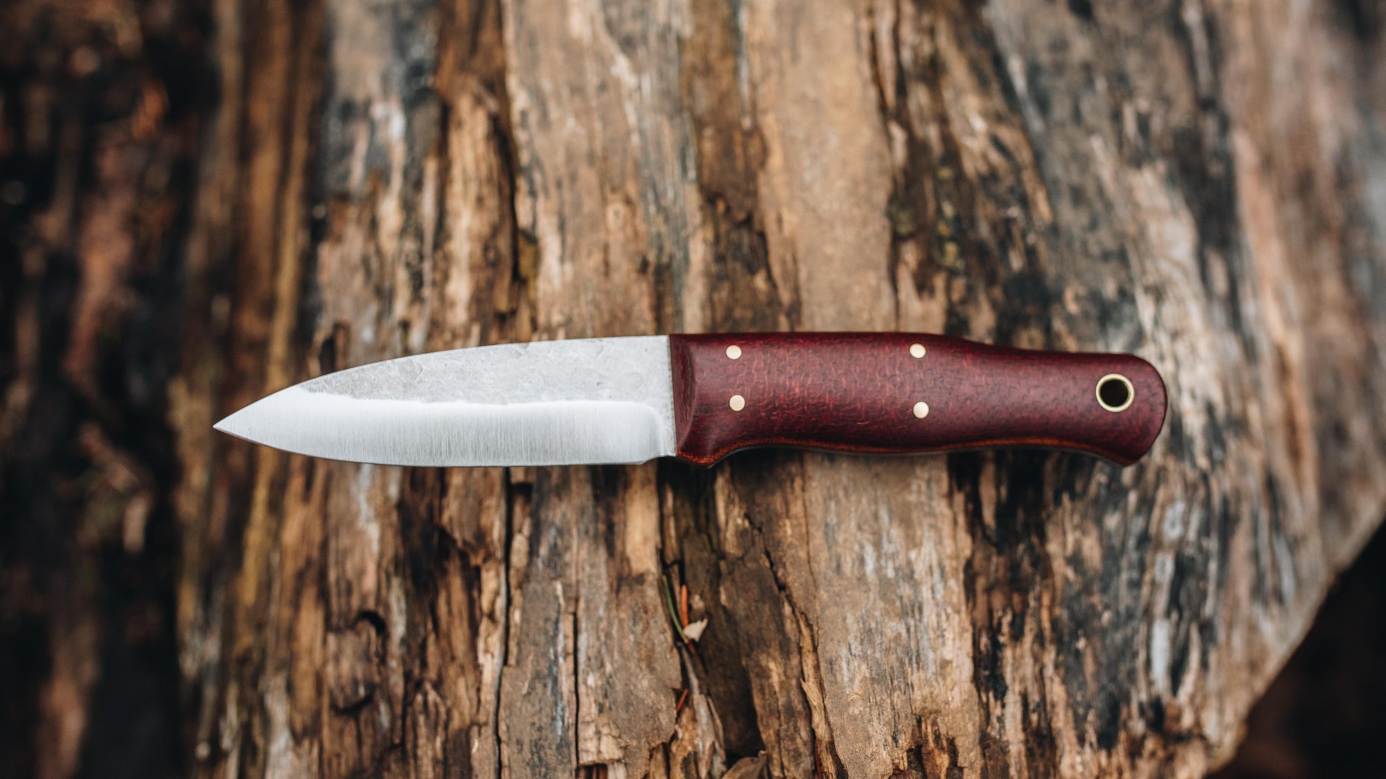 Bobcat - in red burlap - (CPM 3V)