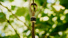 Stag Beads